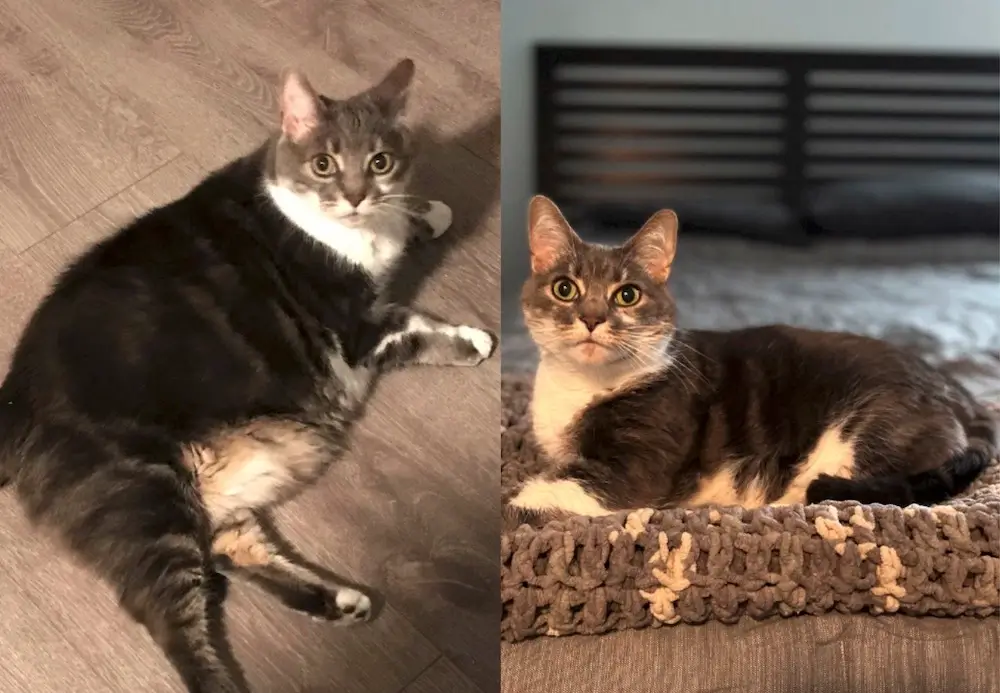 How to Help a Cat Lose Weight Effective Weight Loss Plan